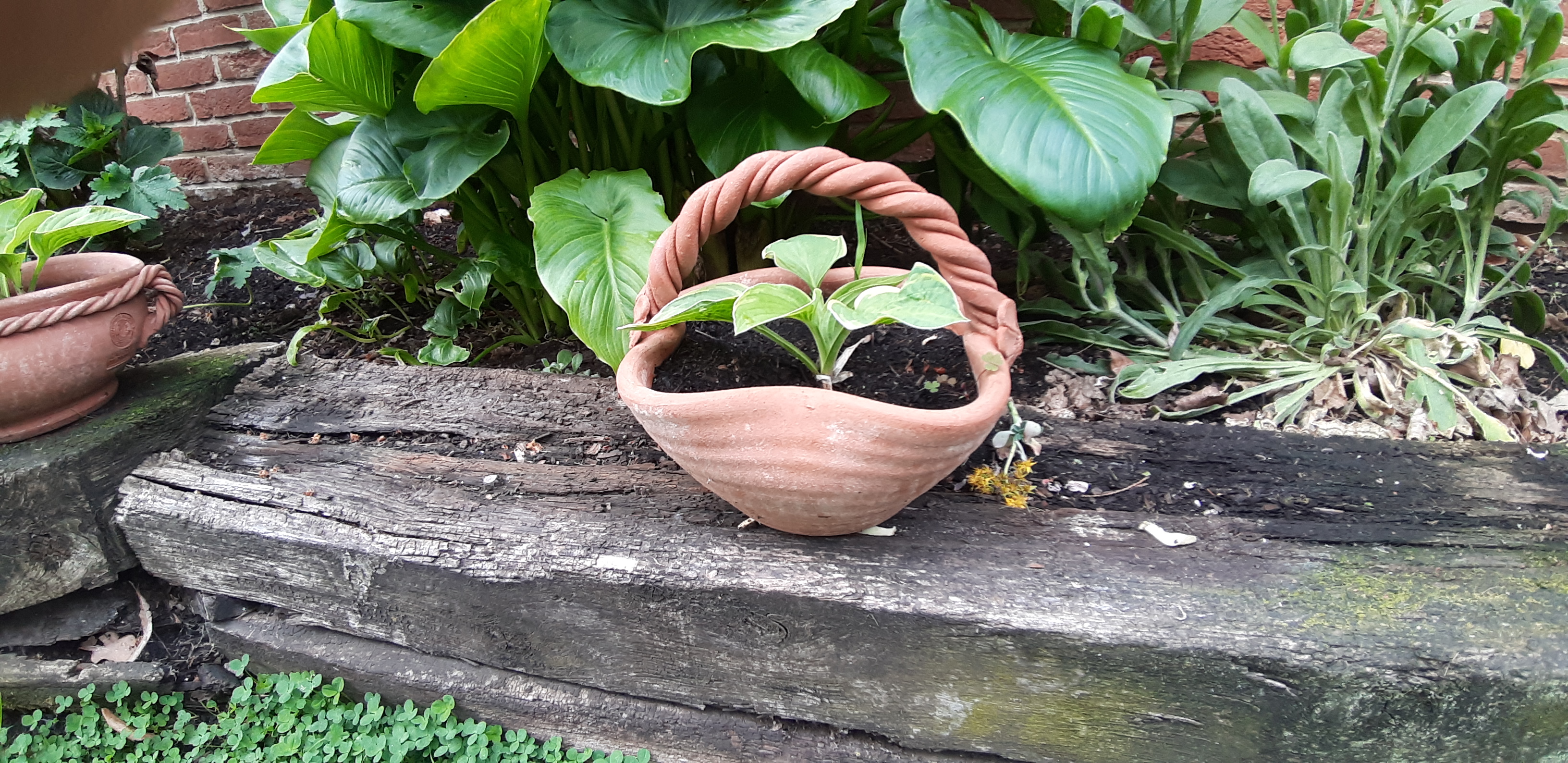 Terracotta pot 6